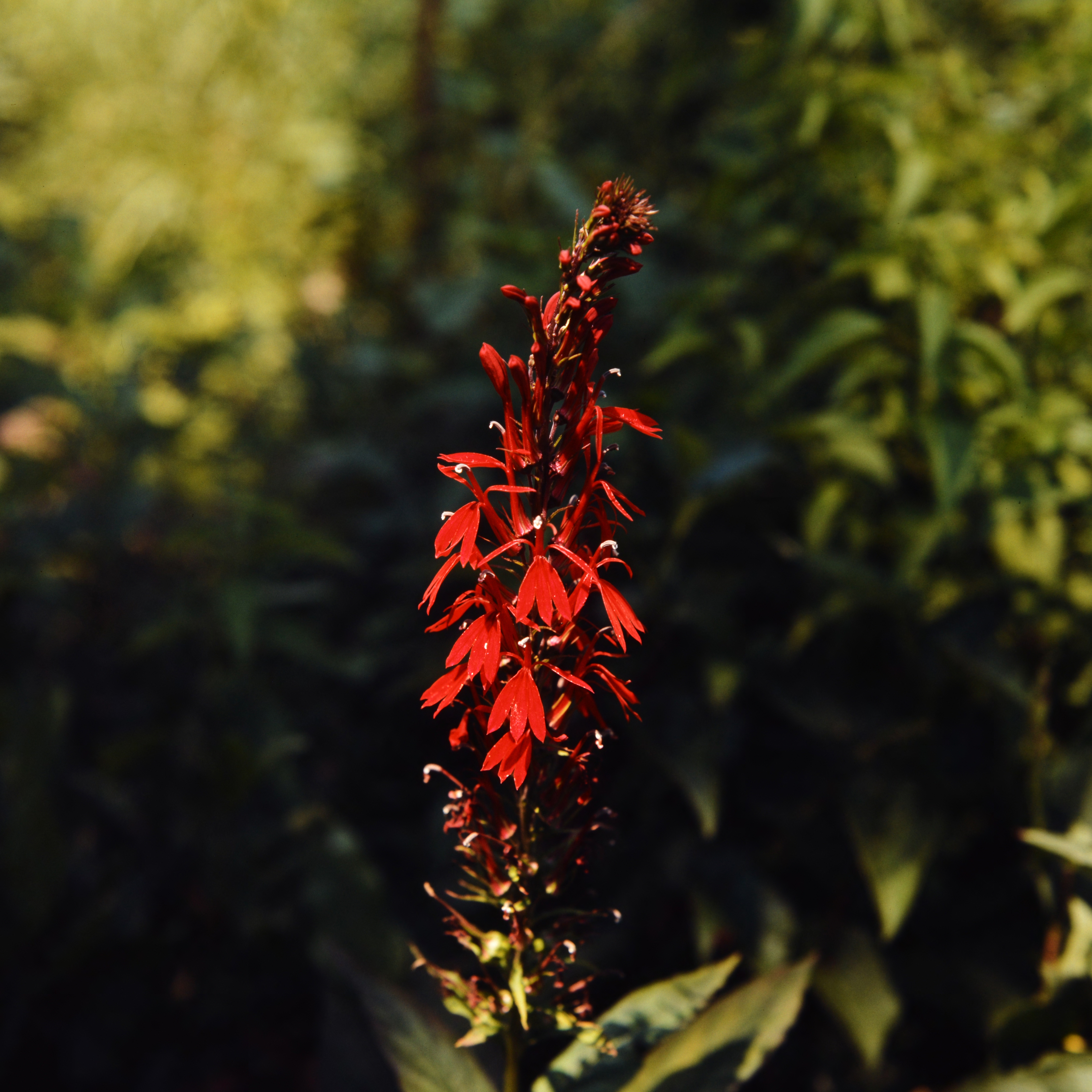 cardinal flower